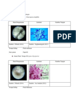 Laporan Praktikum Cryptogamae