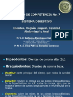 Sistema digestivo: dientes, lengua y cavidad abdominal