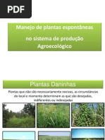 Plantas espontaneas