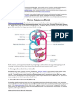 Pada Sistem Peredaran Darah Manusia Adalah Salah Satu Contoh Proses Sirkulasi Darah Yang Kompleks