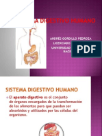 Sistema Digestivo Humano