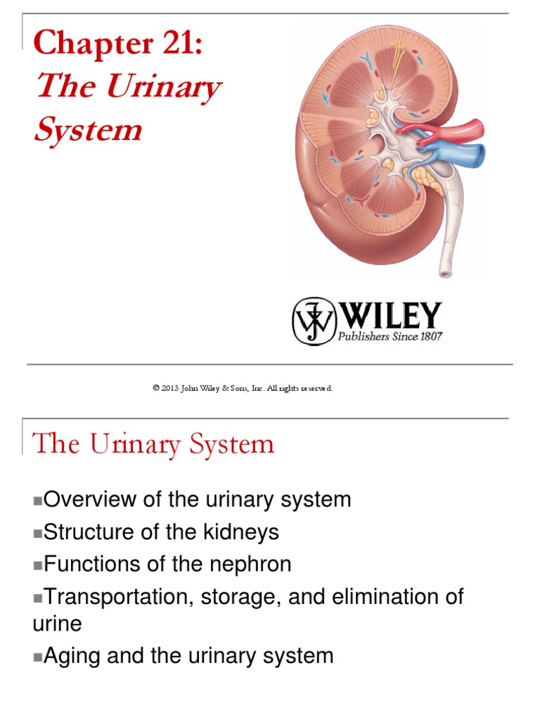 ANATOMY AND PHYSIOLOGY | Urinary System | Kidney