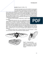 4 Sistematica Insectelor 2 (1)