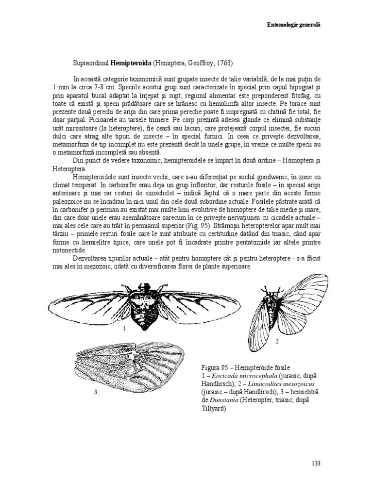 4 Sistematica Insectelor 2 | PDF