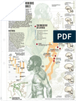 arbol genealogico hominidos.pdf