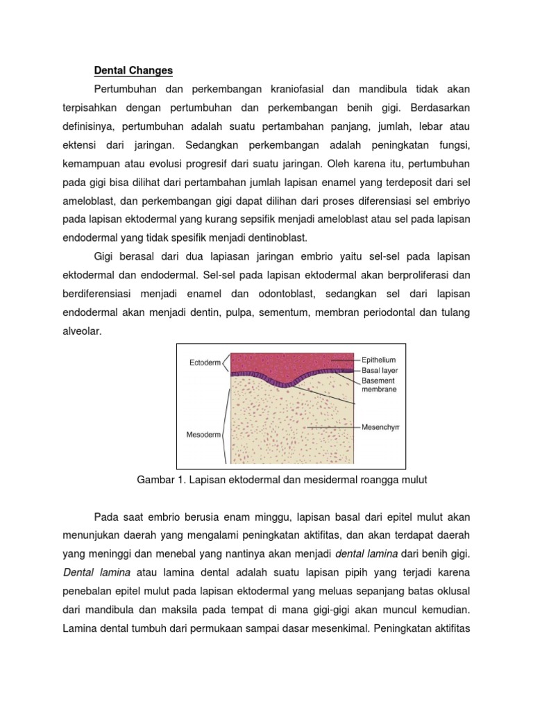 Life Cycle of Tooth - Initiation To Histodifferentiation | PDF