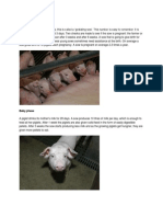 Pig Stages Growth
