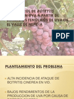 Botrytis Cinerea: Biocontrol de en Uva A Partir de Extractos Fenolicos de Uva en El Valle de Nepeña