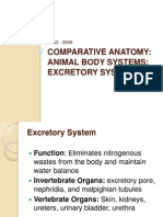 Comparative Anatomy - Excretory System