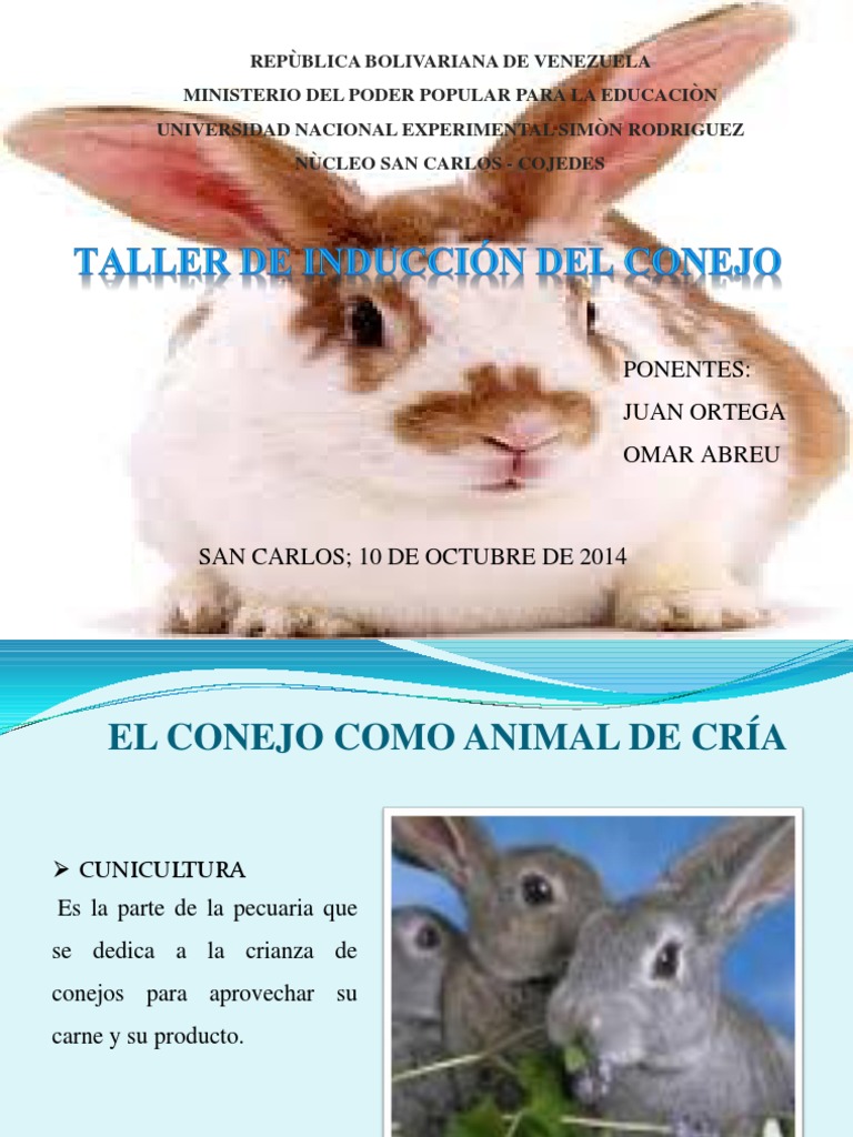 Charla de La Crianza de Conejos | PDF