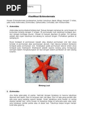 82+ Gambar Hewan Echinodermata Dan Namanya HD Terbaik