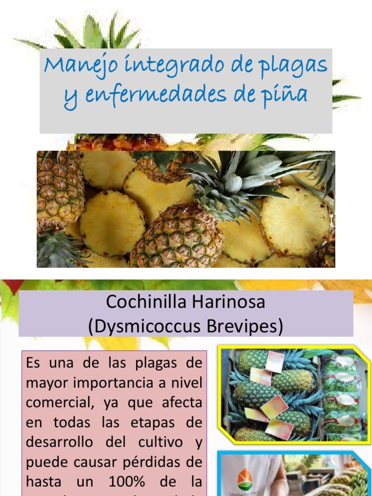 Manejo de plagas y enfermedades en piña | PDF | Piña | Plaga (organismo)