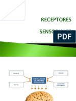 Receptores Sensoriales