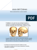 Huesos Del Cráneo, puntos craneometricos y suturas craneales