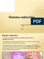 Sistema Endocrino