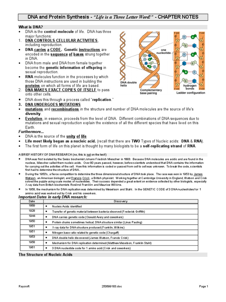 Notes Dna Protein Synthesis Student 2000 Rna Ribosome