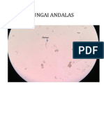 Gambar Diatom