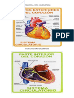 Sistema Circulatorio Corazon Interno 