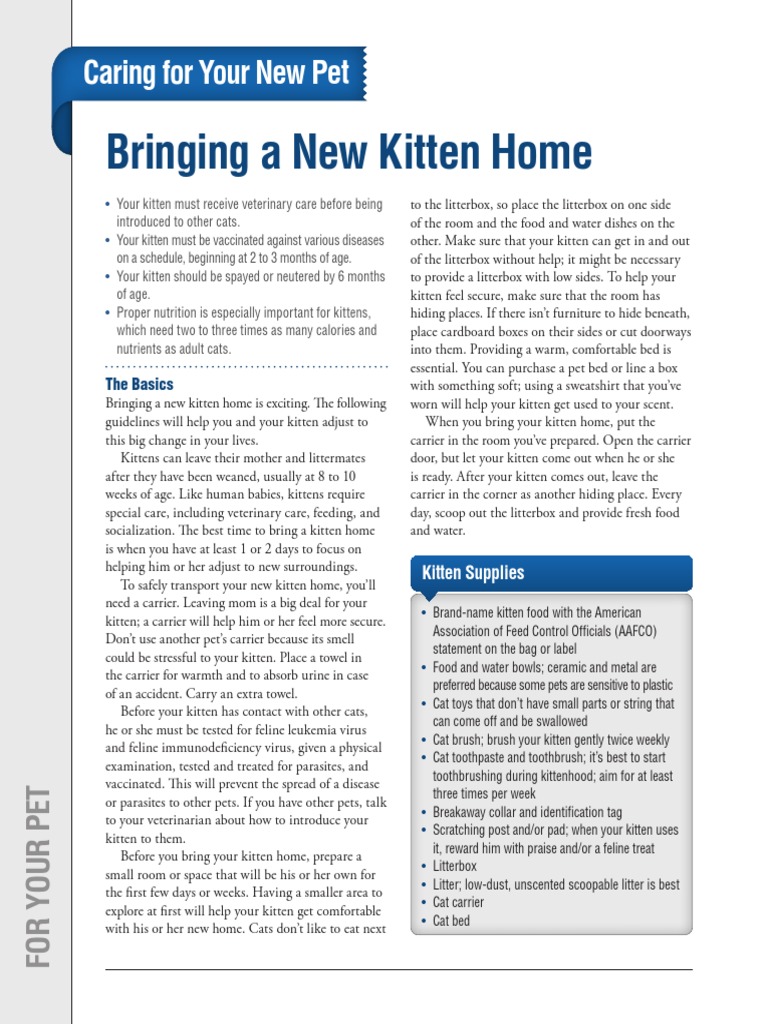 Bringing Home A New Kitten Guide