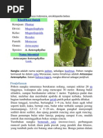 Download Nangka by sutisnagustikomang SN246223484 doc pdf