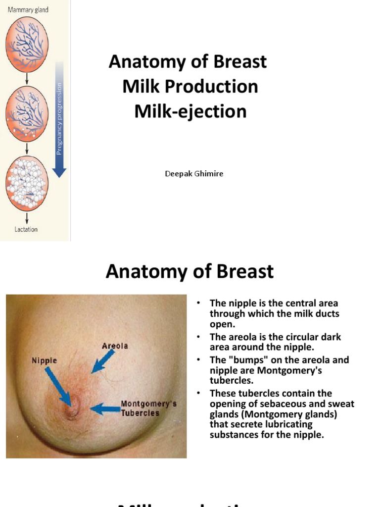 Anatomy Of Breast Milk Production And Milk Ejection Ppt Lactation Breast