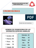 Cromosomas Caceda Colegio Cima