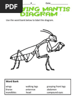 Diagram of A Praying Mantis