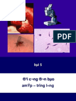 2 Daicuongdonbao Amip Trunglong PDF