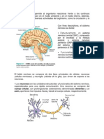 El Sistema Nervioso 