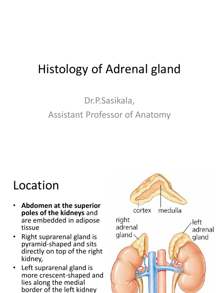 Histology of Adrenal Gland Adrenal Gland Human Anatomy