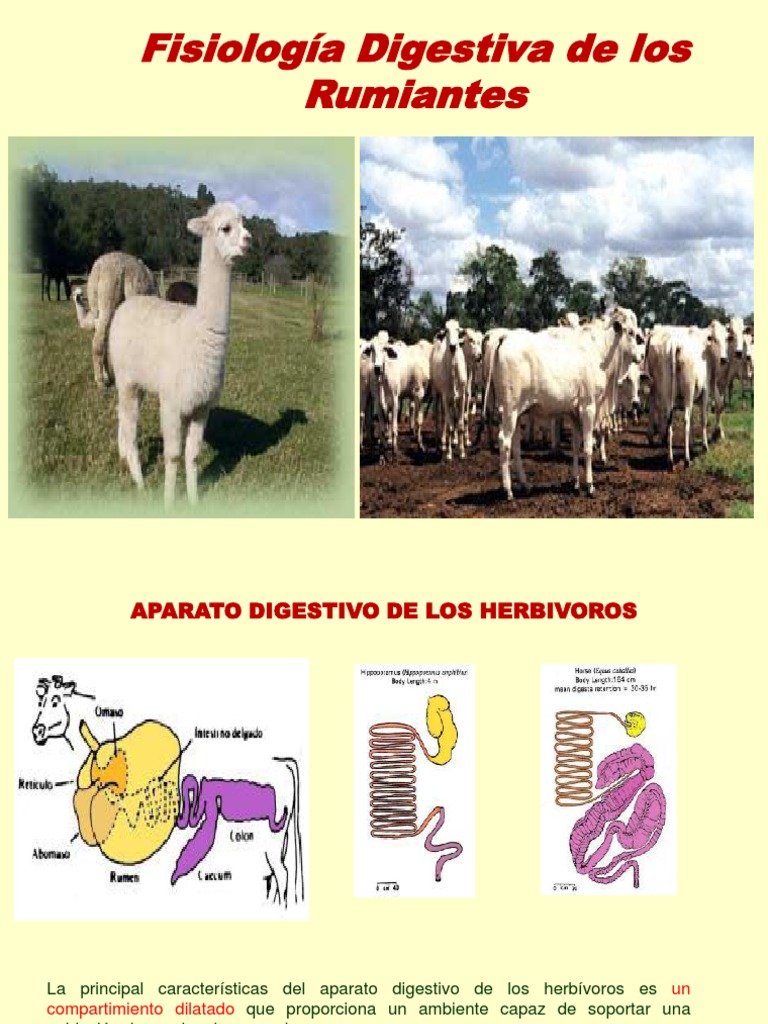 Fisiologia Digestiva de Los Rumiantes - Ict | PDF | Rumiante | Digestión