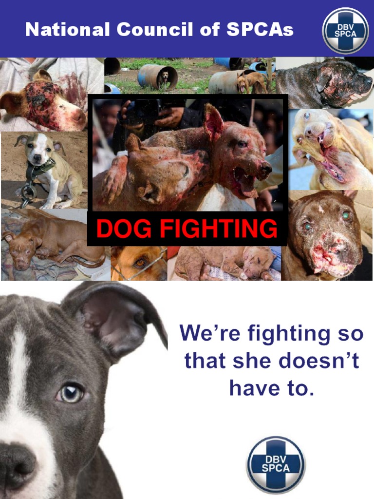 Understanding Dog Fighting Issues | PDF | Law