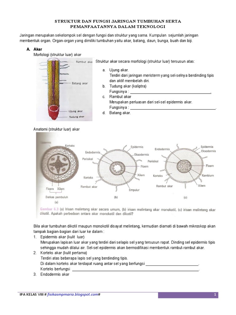 STRUKTUR DAN FUNGSI JARINGAN TUMBUHAN SERTA PEMANFAATNNYA