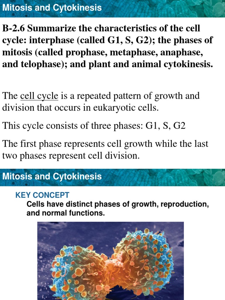 S phase of cell cycle image