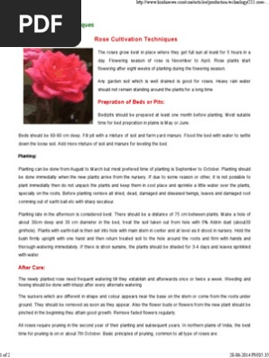 Rose Cultivation Techniques