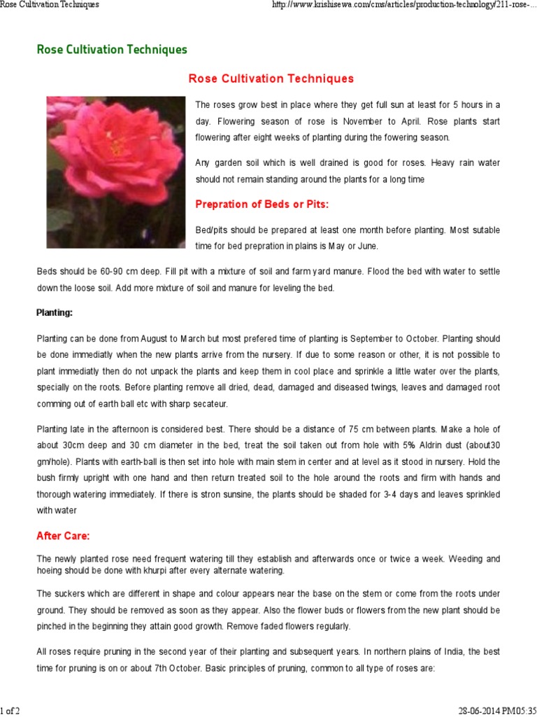 Rose Cultivation Techniques Guide | PDF | Rose | Pruning