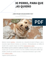 ¿Sabes Por Qué Tu Peludo Muerde Todo?