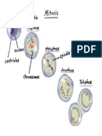 ch  4 mitosis book diagram with labels