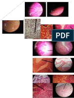 Histologi