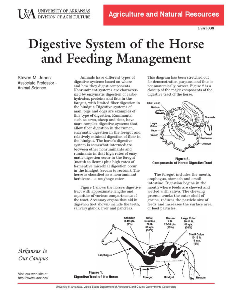 Horse Nutrition Ruminant Digestion