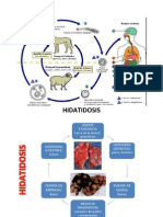 Cadenas Epidemiologicas en Ovinos