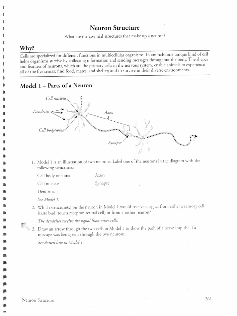 Neuron Worksheet Answers