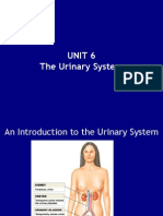 Unit 6 Kidney