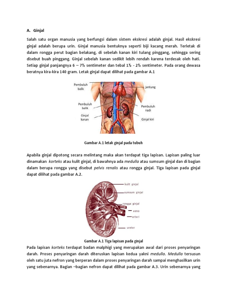 Download 8300 Gambar Ginjal Melintang Terbaik HD