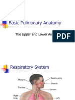 Basic Pulmonary Anatomy