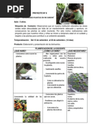 Proyecto "Las Plantas de mi Jardín Escolar" | PDF | Plantas | Flores