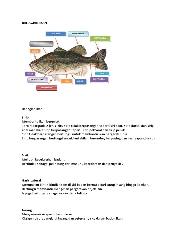 Cara Penjagaan Ikan Laga Pdf