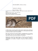 Rata Negra o Rata de Campo PDF