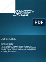 86954912-LIPOGENESIS-LIPOLISIS.pptx