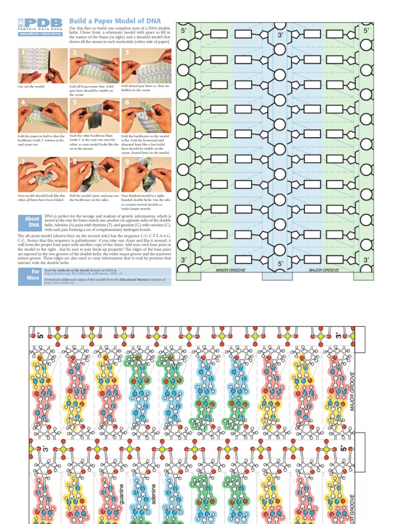 DIY DNA Double Helix Model Guide | PDF
